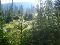 43 lusenbachtal